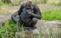 Western lowland gorilla, drinking water